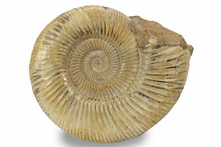 Jurassic Ammonite (Perisphinctes) - Madagascar #241579